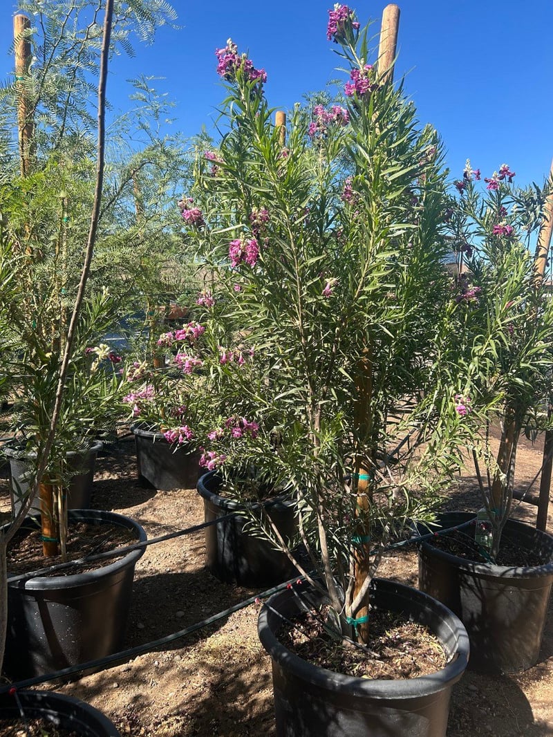 Photo for Chilopsis linearis 'Bubba' (Multi) (Bubba Desert Willow)