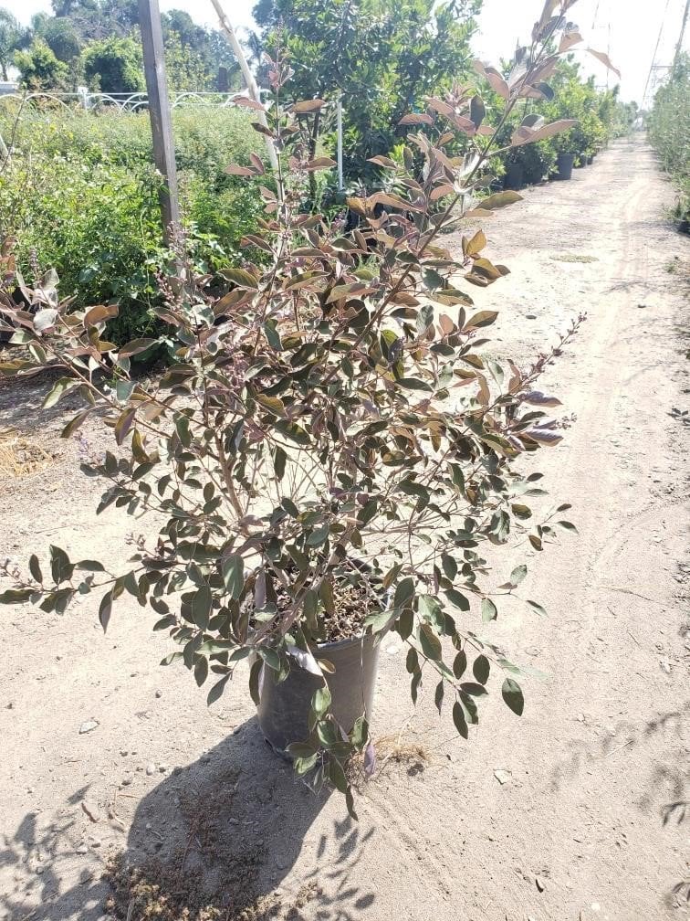 Photo for Vitex trifolia 'Purpurea' (Arabian Lilac)