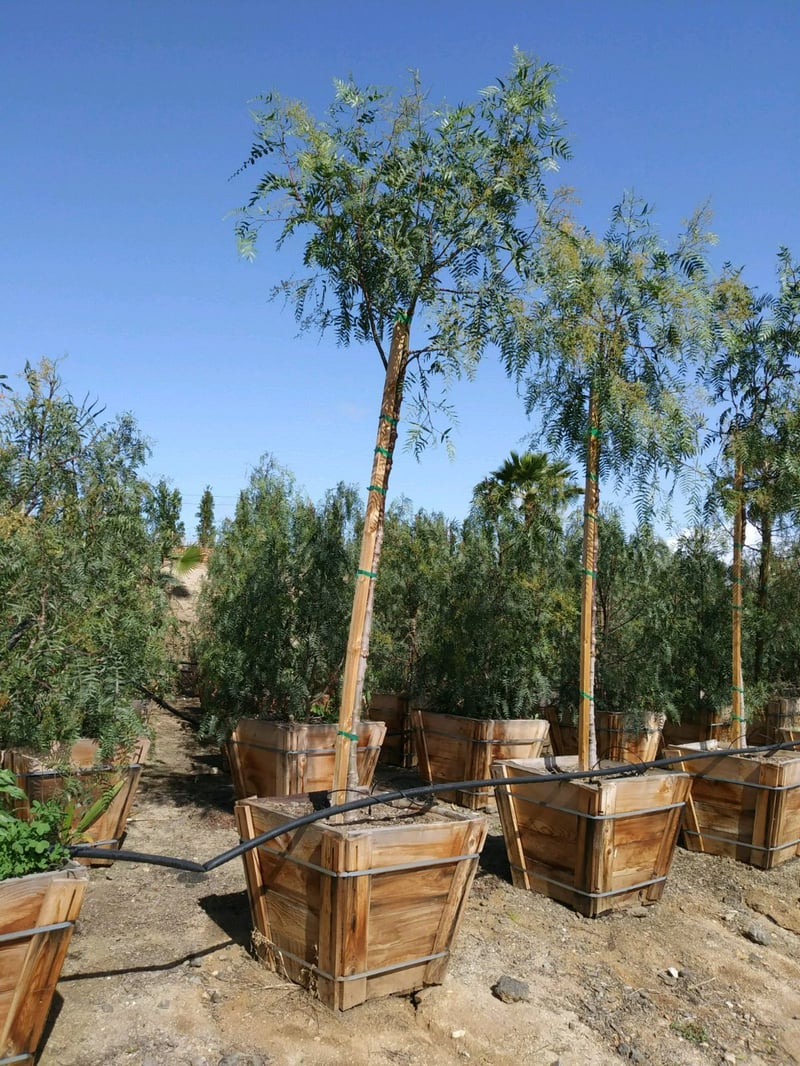 Photo for Schinus molle (Standard) (California Pepper)