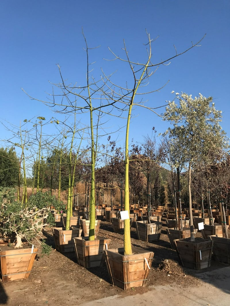 Photo for Chorisia speciosa (Floss Silk Tree)