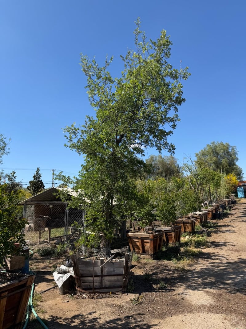 Photo for Quercus lobata (Valley Oak)