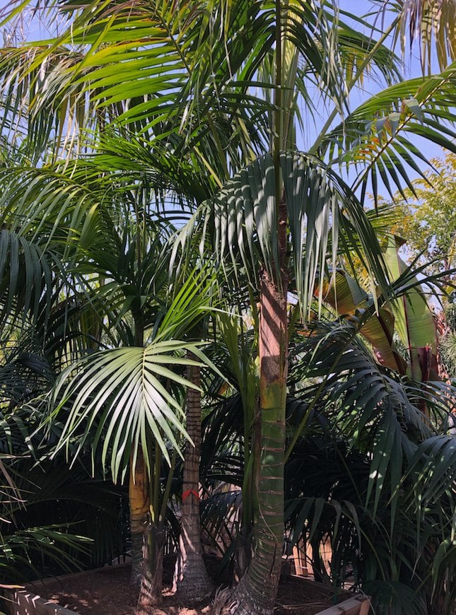 Photo for Howea forsteriana (Multi) (Kentia Palm)