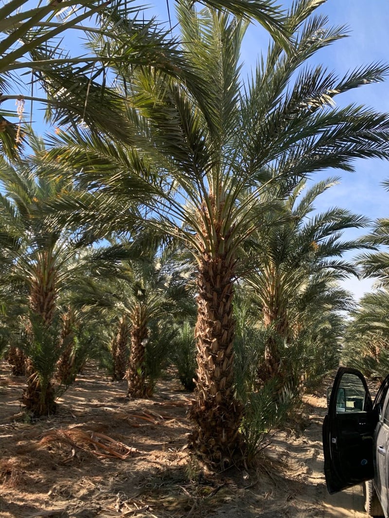 Photo for Phoenix dactylifera (Date Palm)