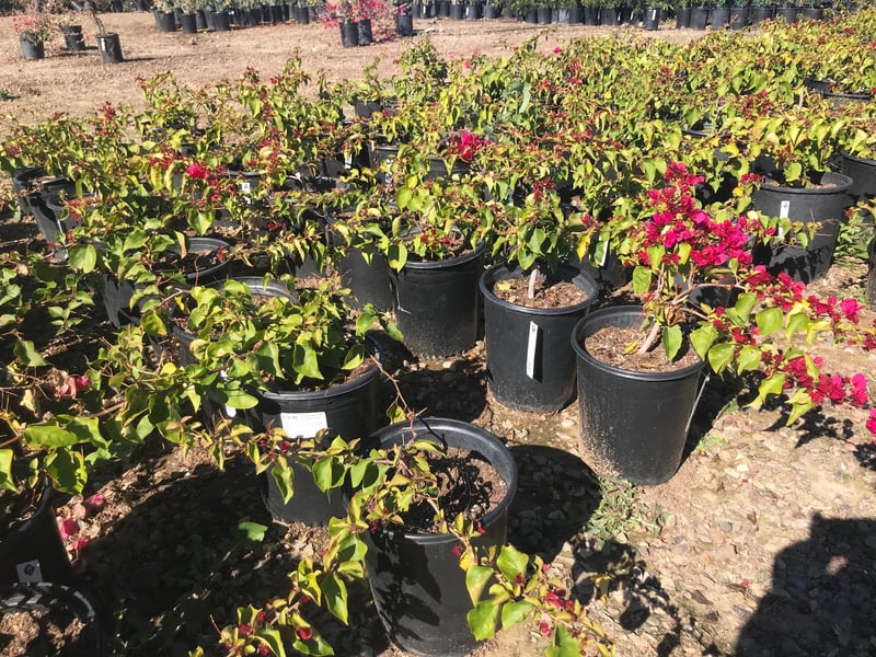 Photo for Bougainvillea 'Barbara Karst' (Barbara Karst Bougainvillea)