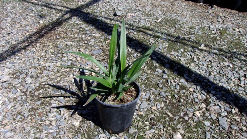 Photo for Dianella tasmanica 'Tasred' (Tasred Flax Lily)