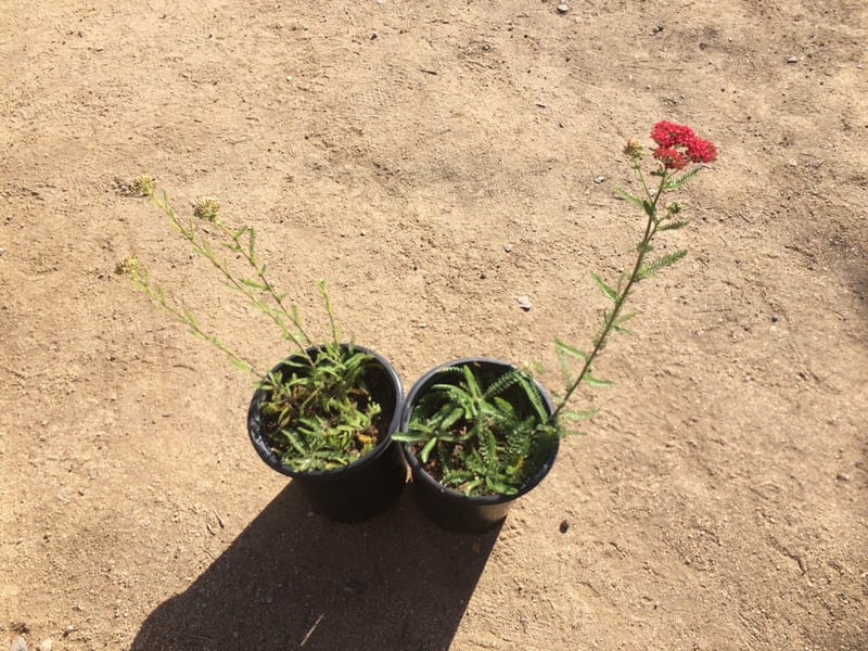 Photo for Achillea 'Paprika' (Paprika Yarrow)