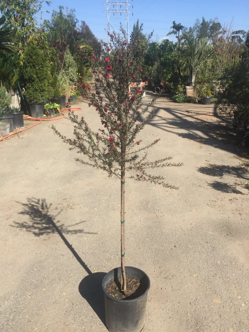 Photo for Leptospermum scoparium (Patio Tree - Lollipop Form) (Dwarf New Zealand Tea Tree)