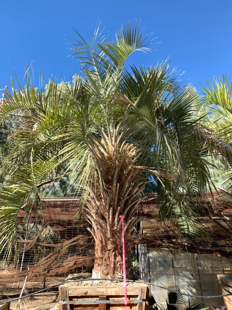 Photo for Butia odorata (Jelly Palm, Pindo Palm)