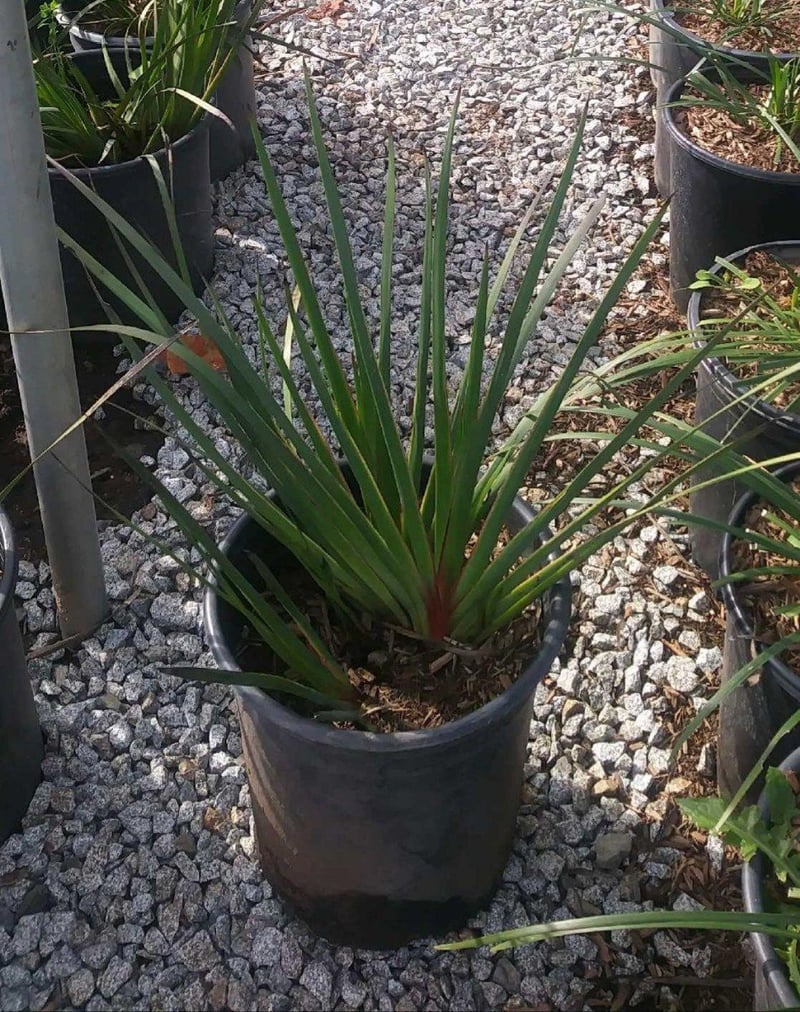 Photo for Anigozanthos 'Harmony' (Harmony Gold Kangaroo Paw)