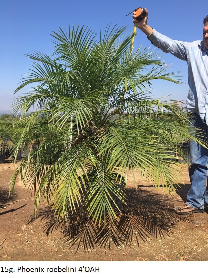 Photo for Phoenix roebelenii (Single Trunk) (Pygmy Date Palm)
