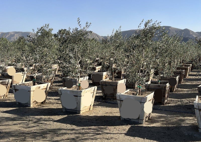 Photo for Olea europaea 'Fruitless' (Fruitless Olive)