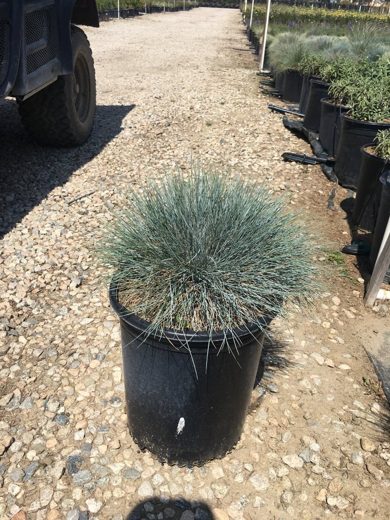 Photo for Festuca ovina 'Glauca' (Blue Fescue Grass)