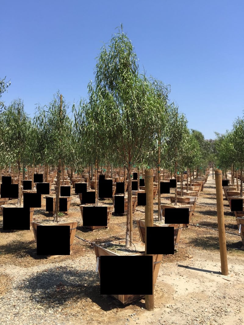 Photo for Geijera parviflora (Standard) (Australian Willow)