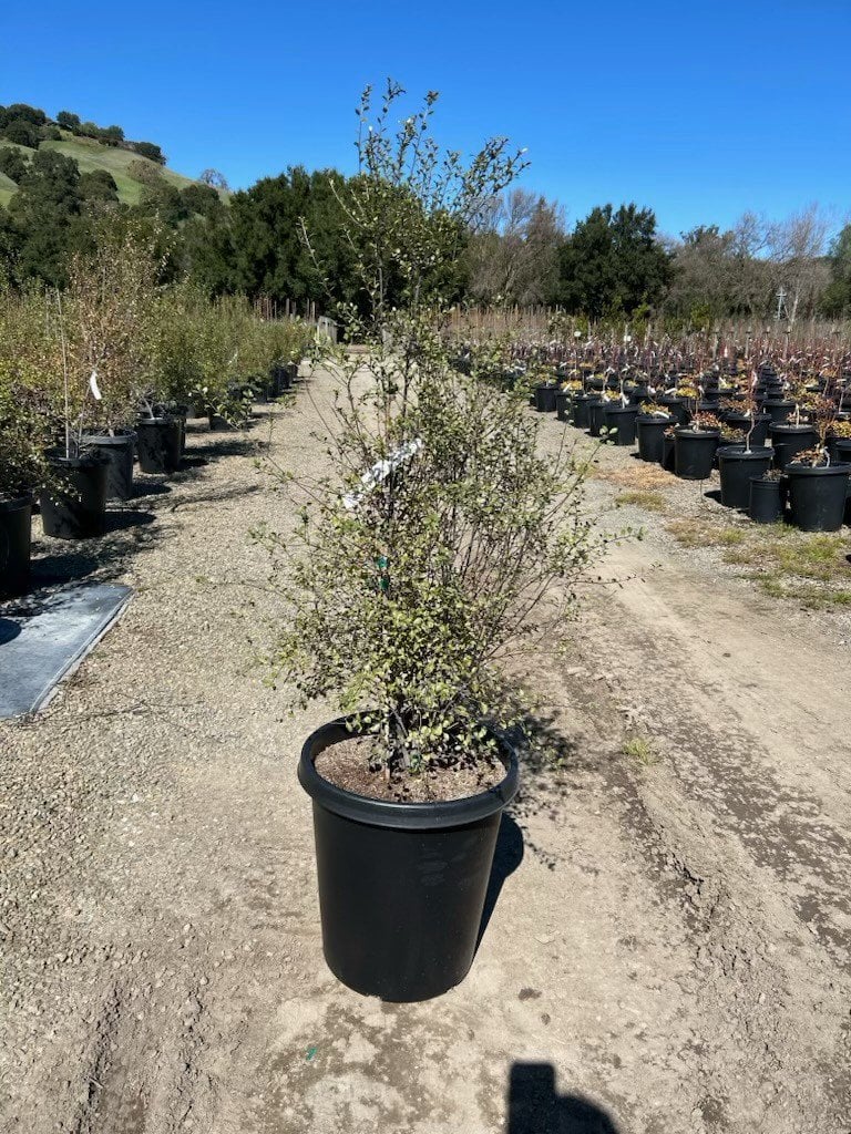 Photo for Pittosporum tenuifolium 'Silver Sheen' (Silver Sheen Kohuhu)