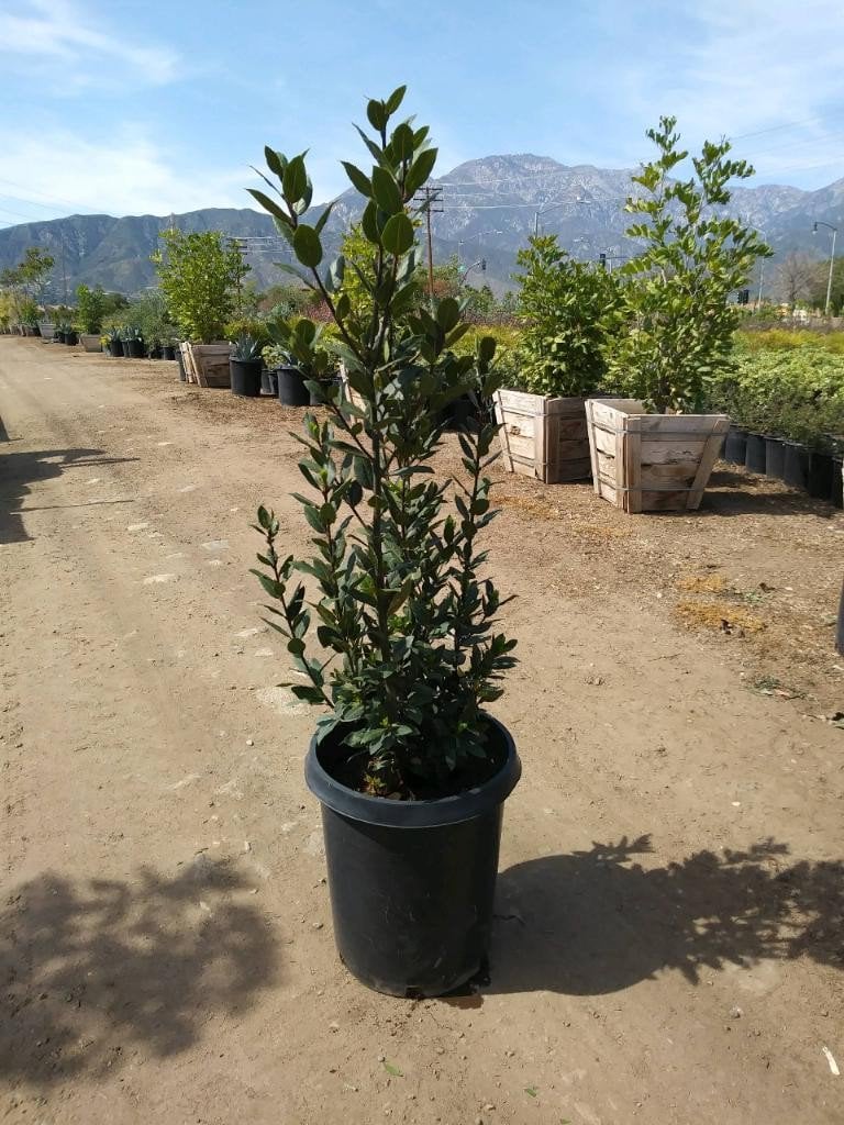 Photo for Laurus nobilis (Column) (Sweet Bay)