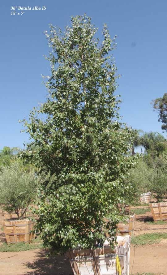 Photo for Betula pendula (European White Birch (East Asian Birch))