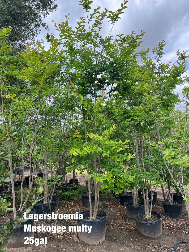 Photo for Lagerstroemia indica 'Muskogee' (Multi) (Muskogee Crape Myrtle)
