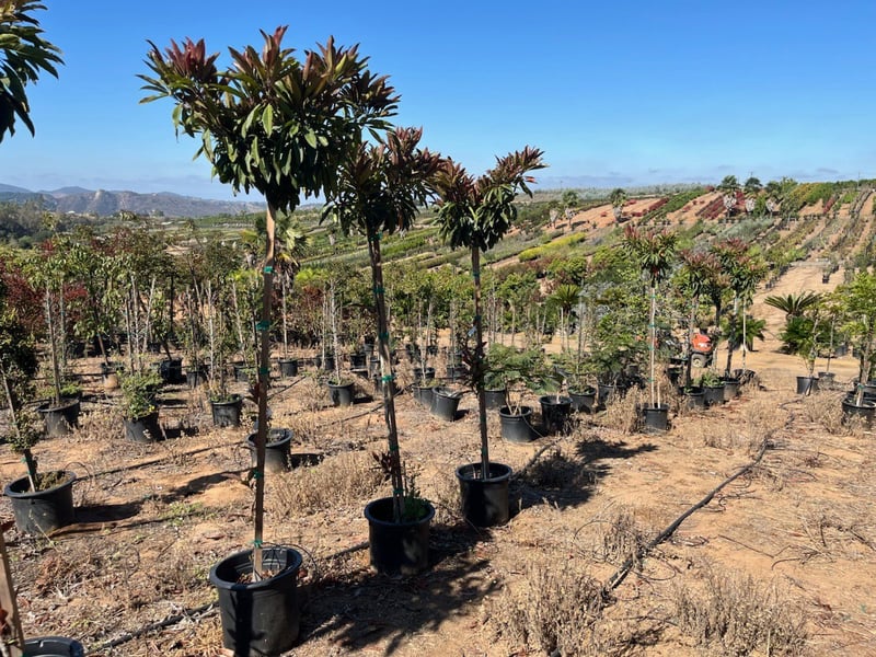 Photo for Eriobotrya deflexa (Bronze Loquat)