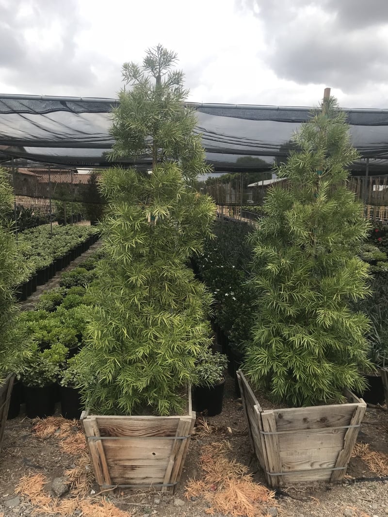 Photo for Podocarpus gracilior (Column) (Fern Pine)