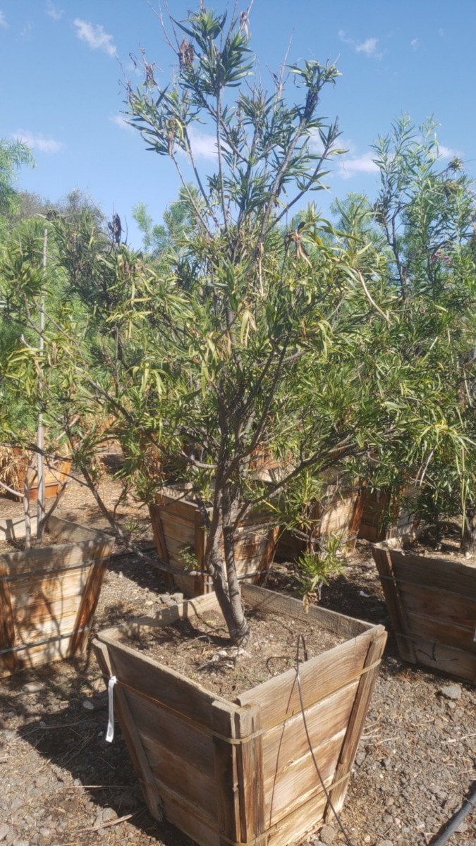 Photo for Chilopsis linearis (Desert Willow)