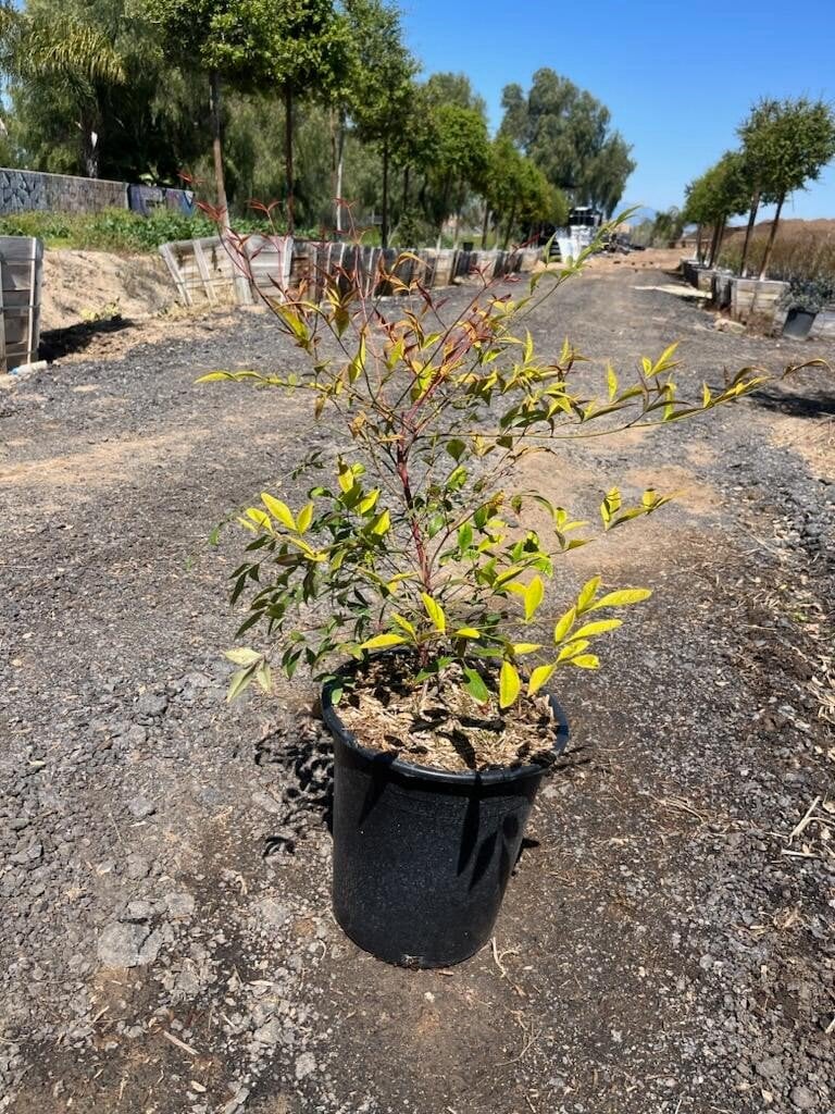 Photo for Nandina domestica (Heavenly Bamboo, Sacred Bamboo)