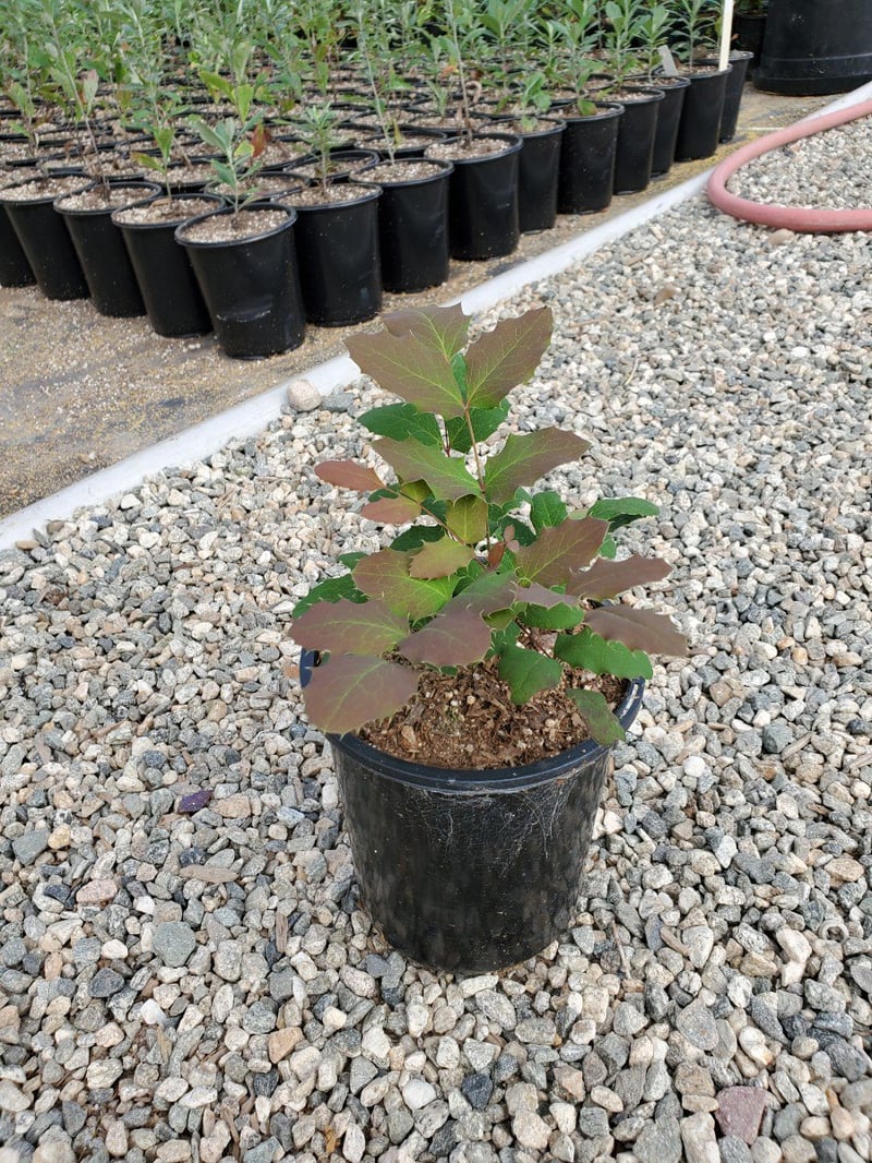 Photo for Mahonia repens (Creeping Mahonia)