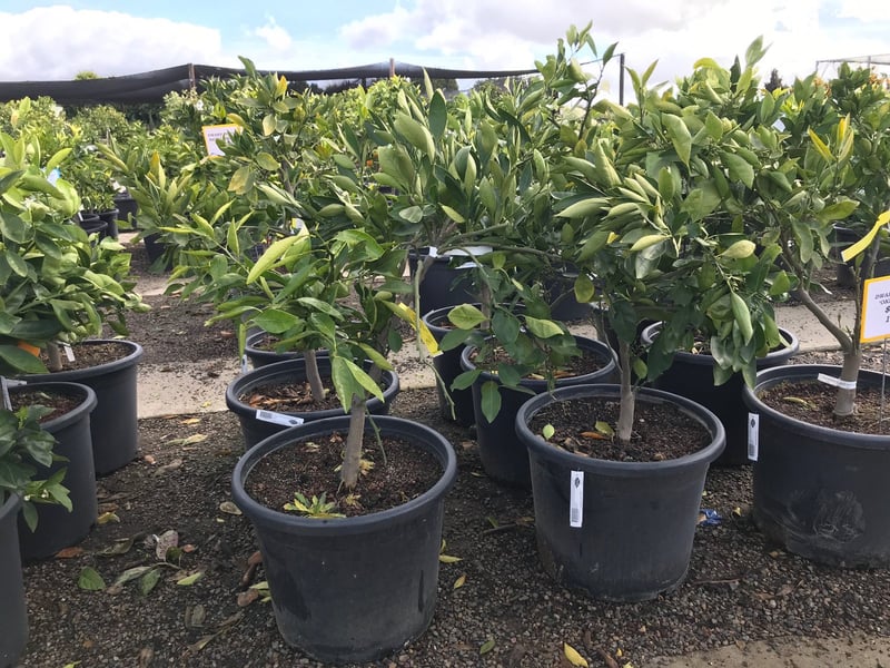 Photo for Citrus reticulata 'Owari' (Satsuma Mandarin Orange)
