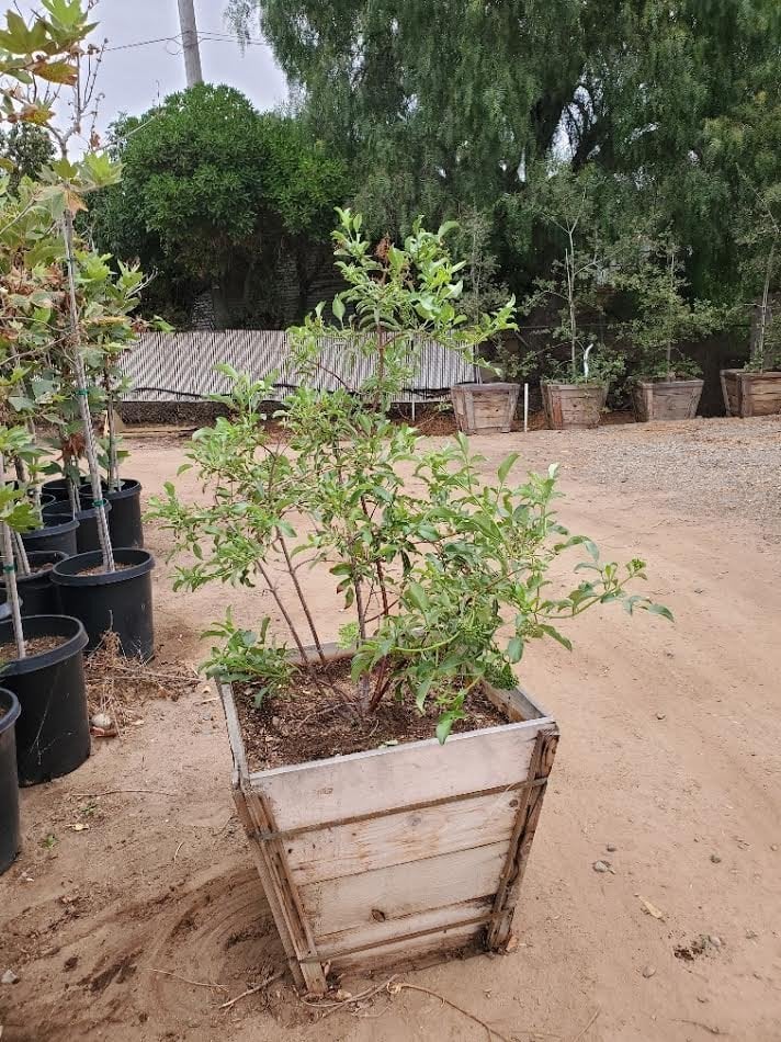 Photo for Sambucus mexicana (Multi) (Blue Elderberry)