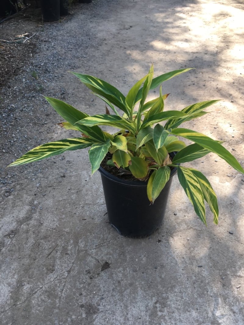 Photo for Alpinia zerumbet 'Variegata' (Variegated Shell Ginger)
