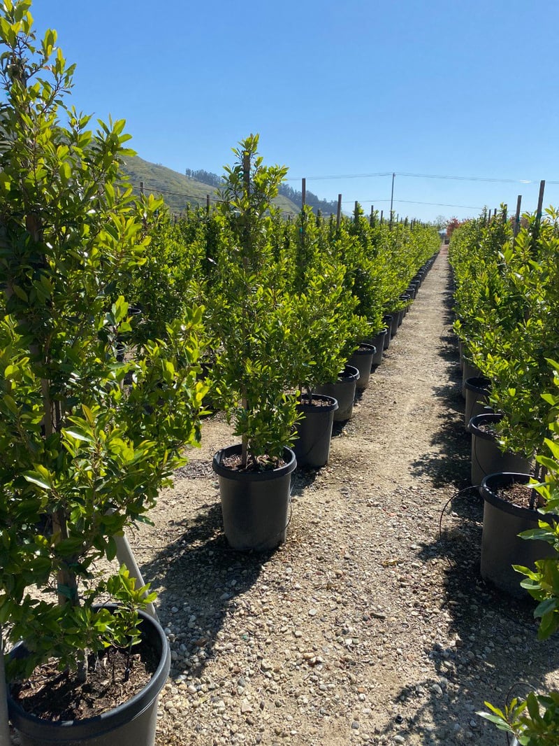 Photo for Prunus caroliniana 'Bright 'n Tight' ('Compacta') (COLUMN) (Bright 'N Tight ('Compacta') Carolina Laurel Cherry)