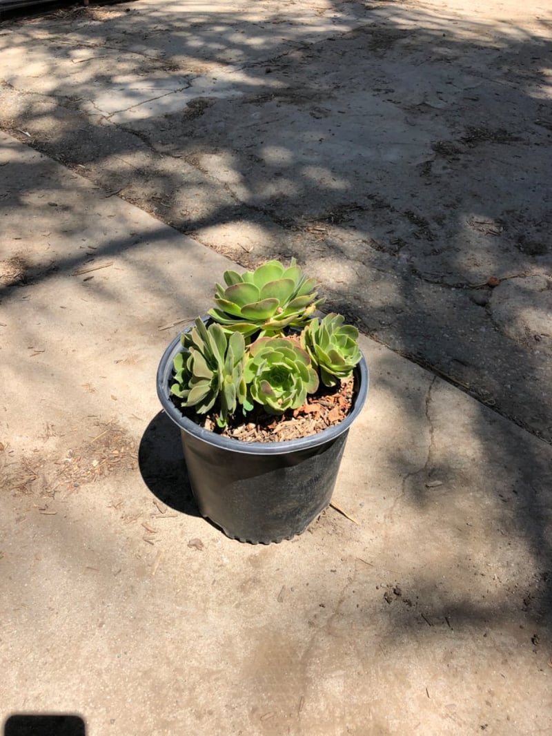 Photo for Aeonium urbicum 'Salad Bowl' (Salad Bowl Saucer Plant)