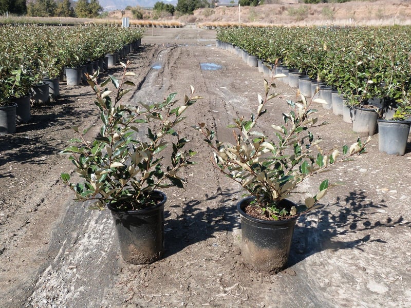 Photo for Elaeagnus pungens 'Fruitlandii' (Fruitland Silverberry)