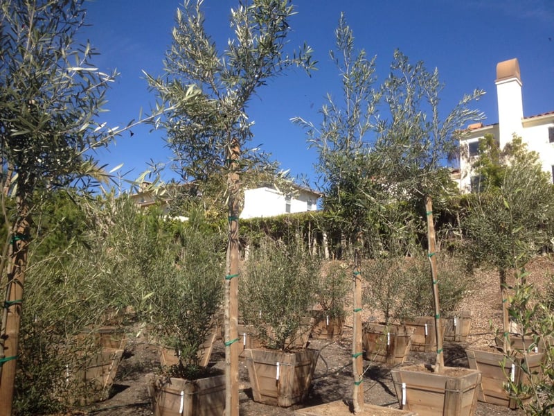 Photo for Olea europaea 'Fruitless' (Standard) (Fruitless Olive)