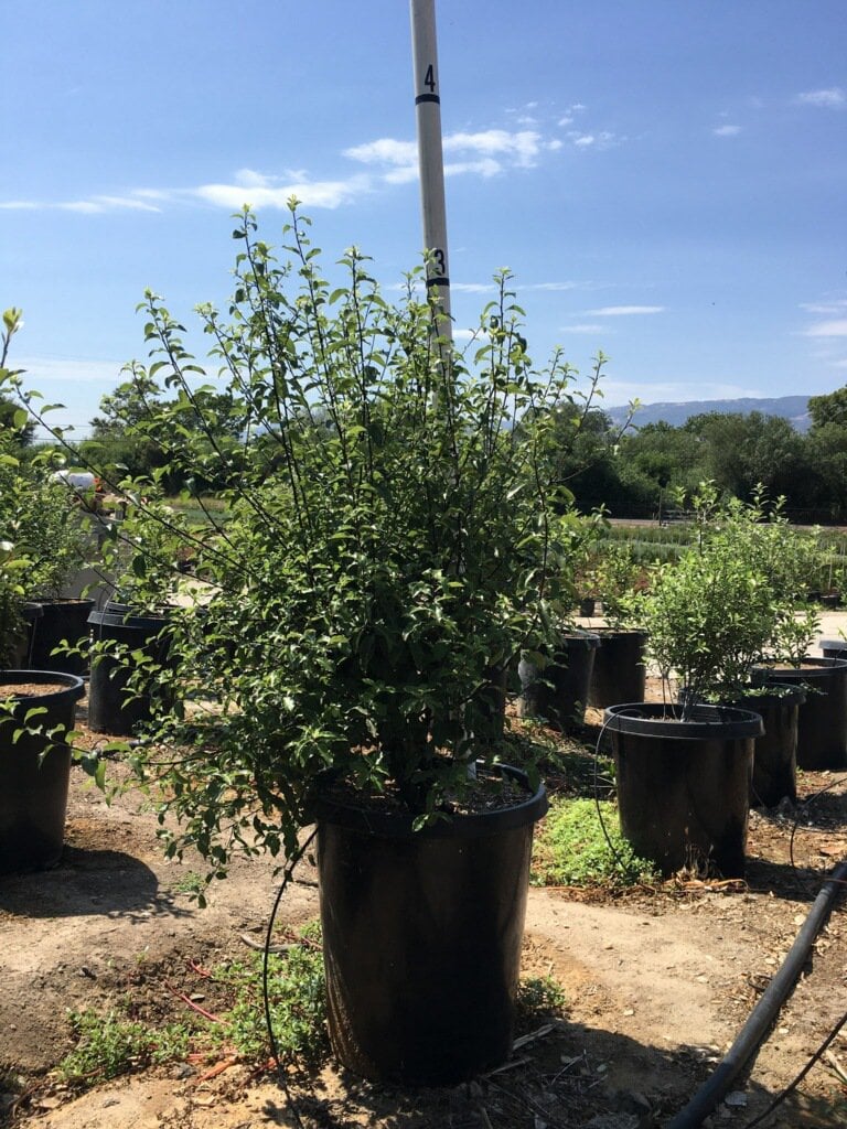 Photo for Pittosporum tenuifolium (Kohuhu)