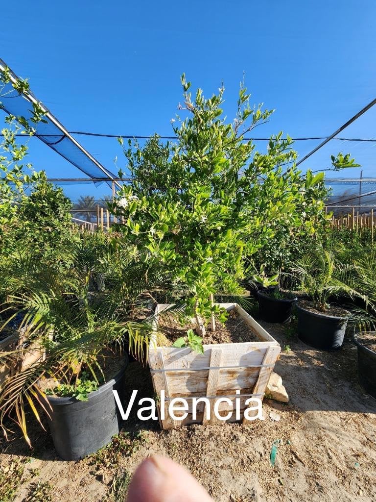 Photo for Citrus sinensis 'Valencia' (Standard) (Valencia Orange Tree)