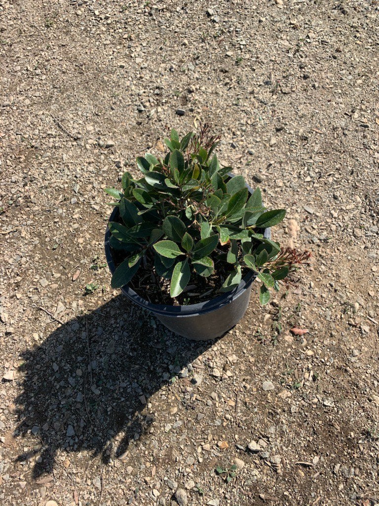 Photo for Raphiolepis indica 'Clara' (Clara Indian Hawthorn)