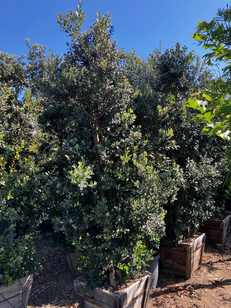 Photo for Metrosideros excelsa (Multi) (New Zealand Christmas Tree)