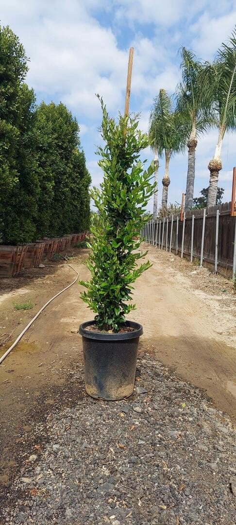 Photo for Ligustrum japonicum 'Texanum' (Staked) (Waxleaf Privet japonicum)
