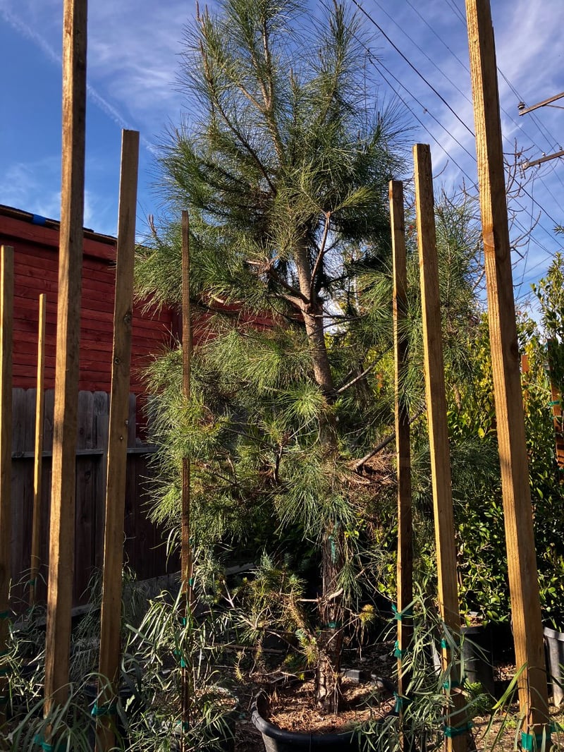 Photo for Pinus pinea (Italian Stone Pine)