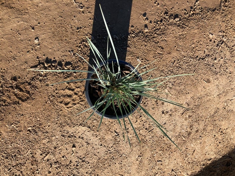 Photo for Helictotrichon sempervirens (Blue Oat Grass)