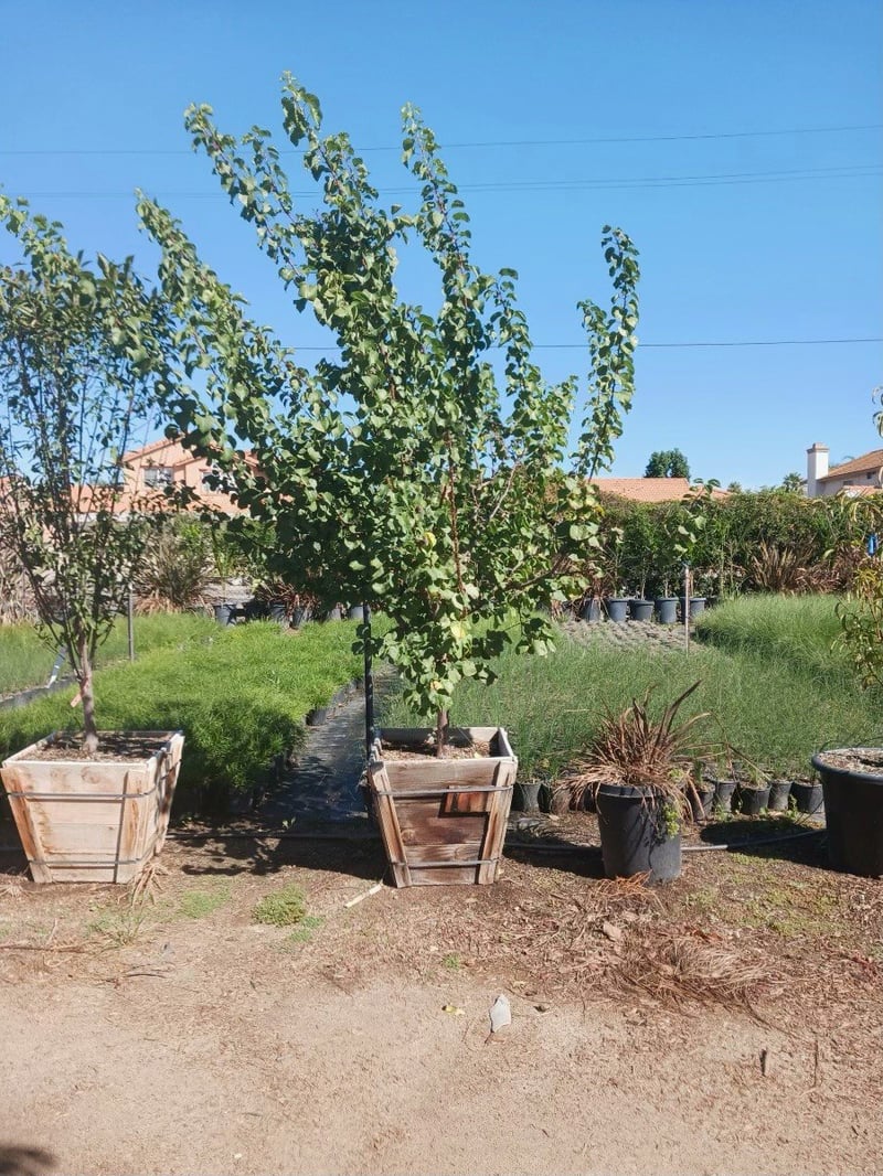 Photo for Prunus armeniaca 'Blenheim' ('Royal') (Blenheim Apricot)