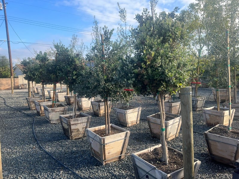 Photo for Metrosideros excelsa (Standard) (New Zealand Christmas Tree)