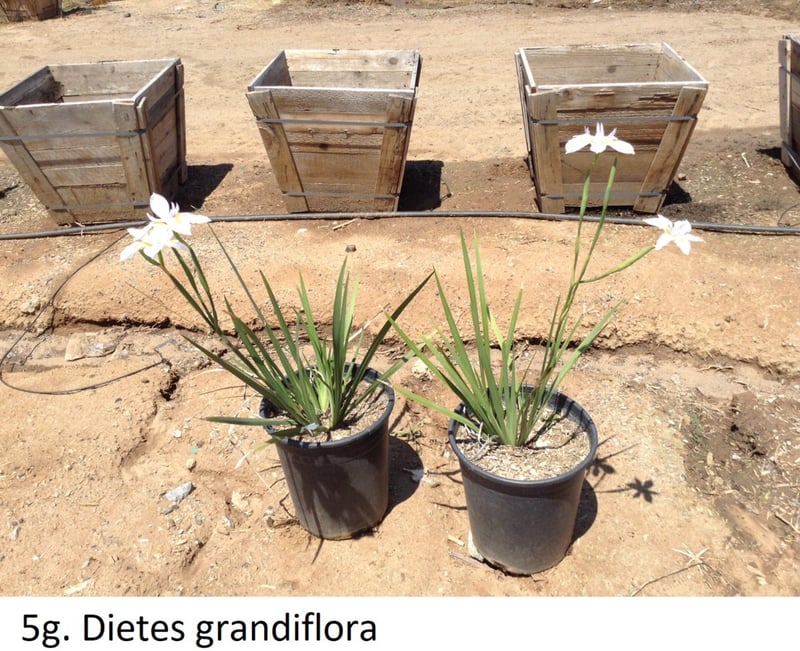 Photo for Dietes grandiflora (Fortnight Iris)