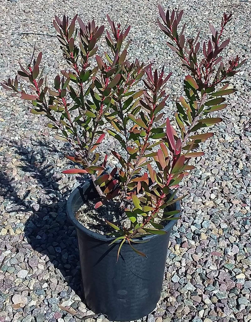 Photo for Leucadendron hybrid ‘Safari Sunset’ (Safari Sunset Conebush)