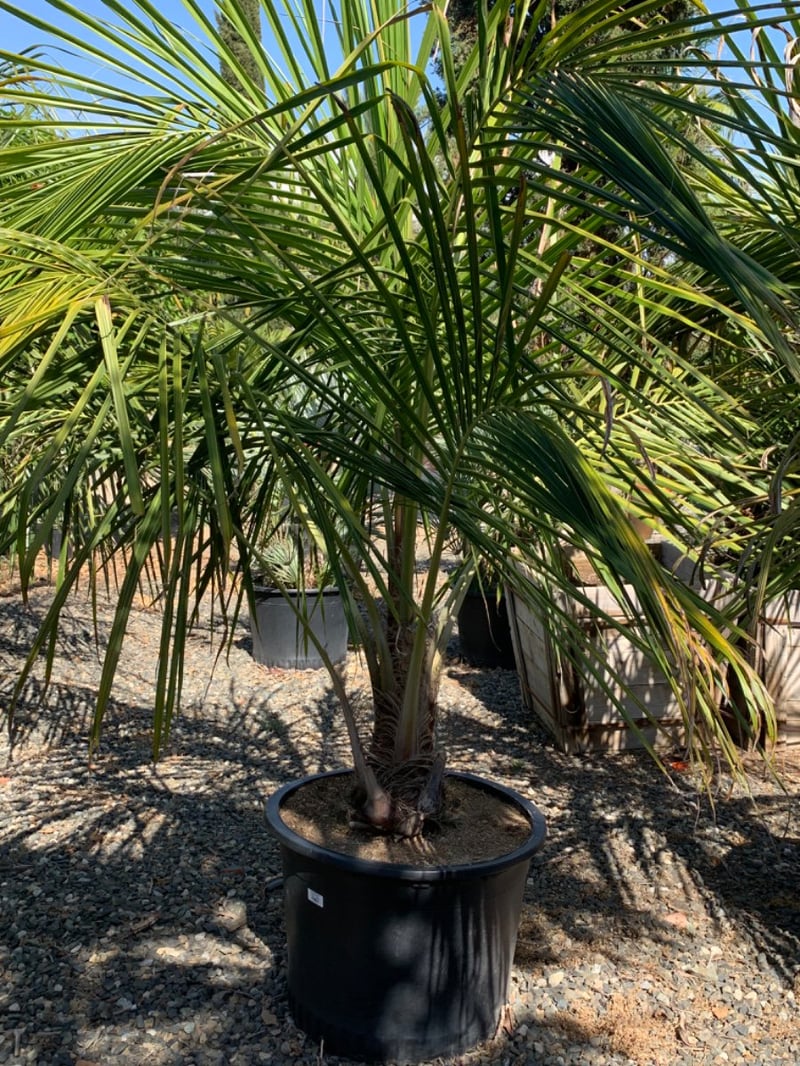 Photo for Beccariophoenix alfredii (High Plateau Coconut Palm)
