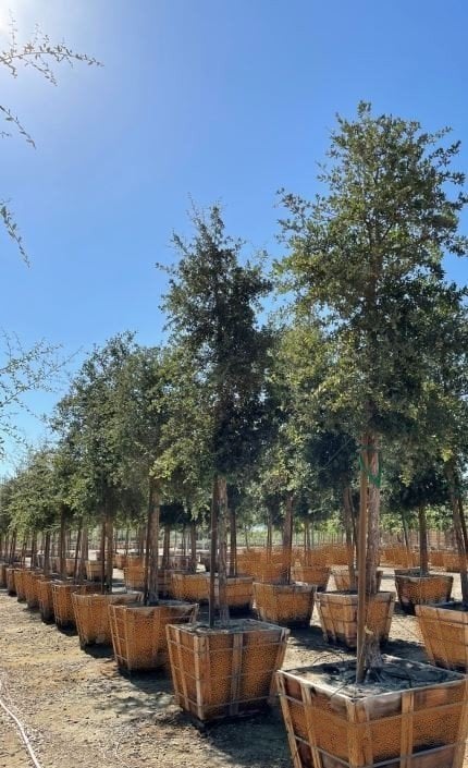 Photo for Quercus suber (Cork Oak)
