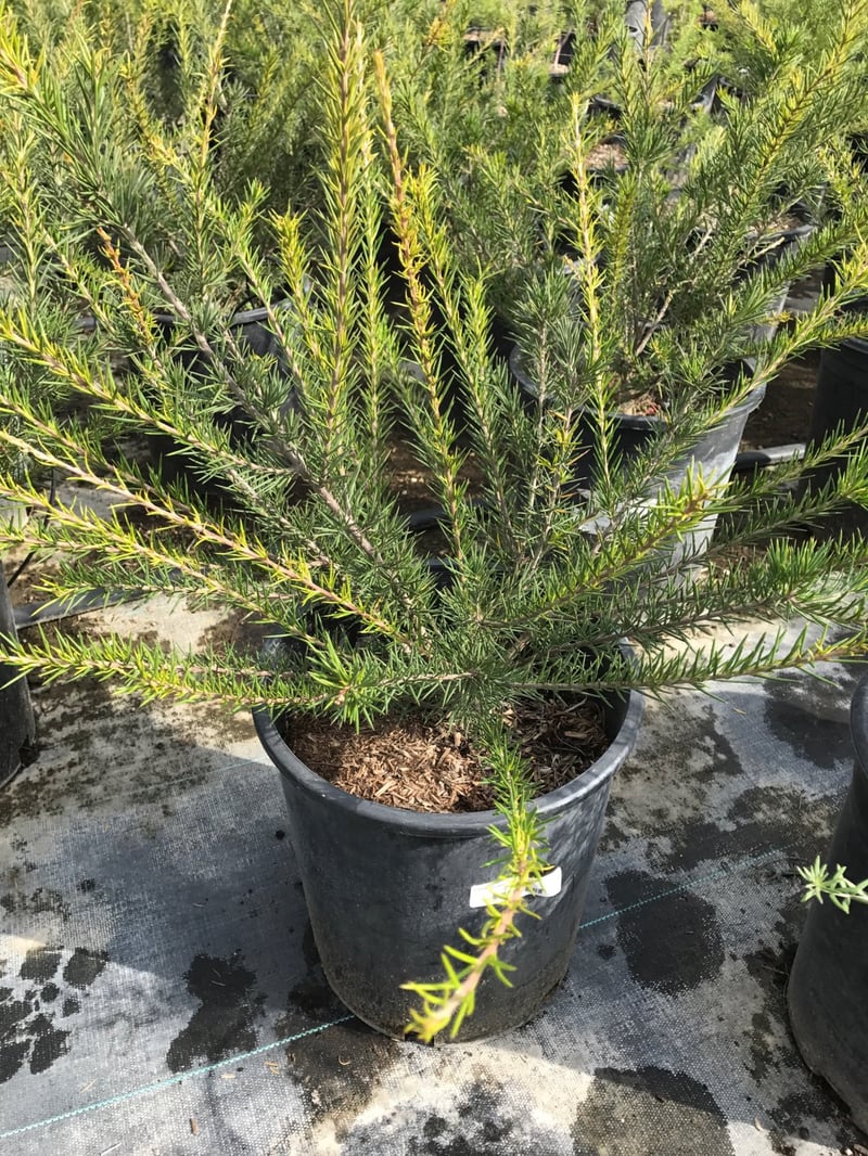 Photo for Grevillea 'Noelii' (Noelii Grevillea)