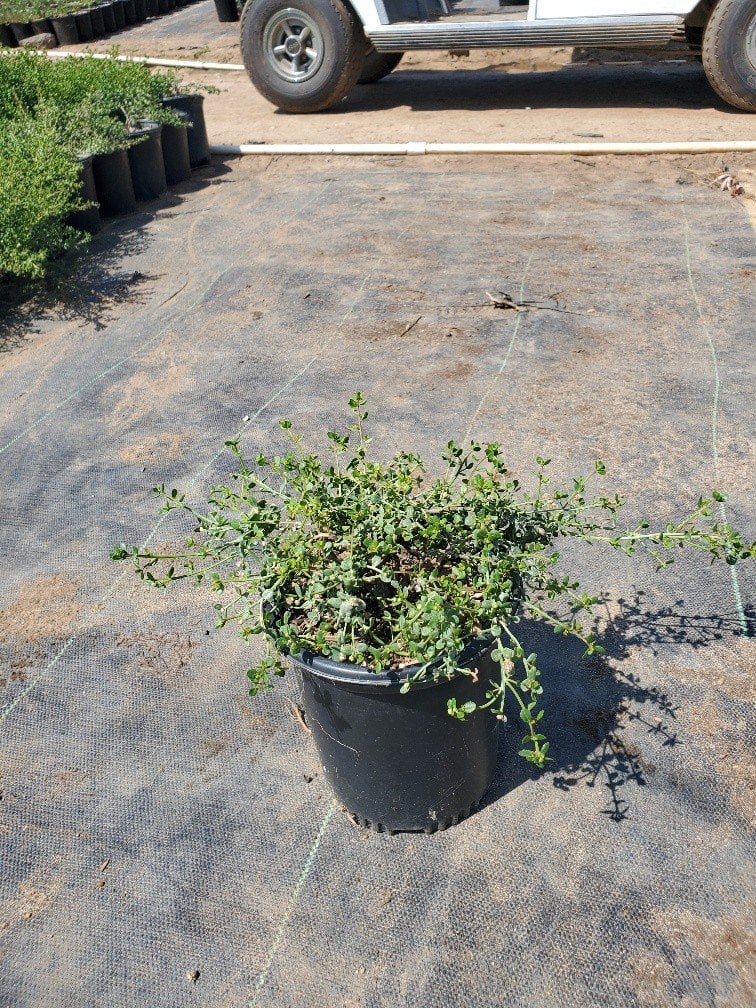 Photo for Baccharis pilularis 'Twin Peaks' (Dwarf Coyote Brush)