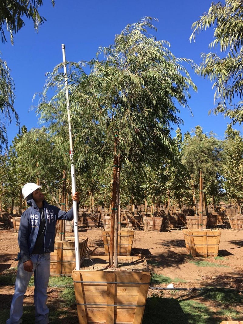 Photo for Agonis flexuosa (Standard) (Peppermint Willow)