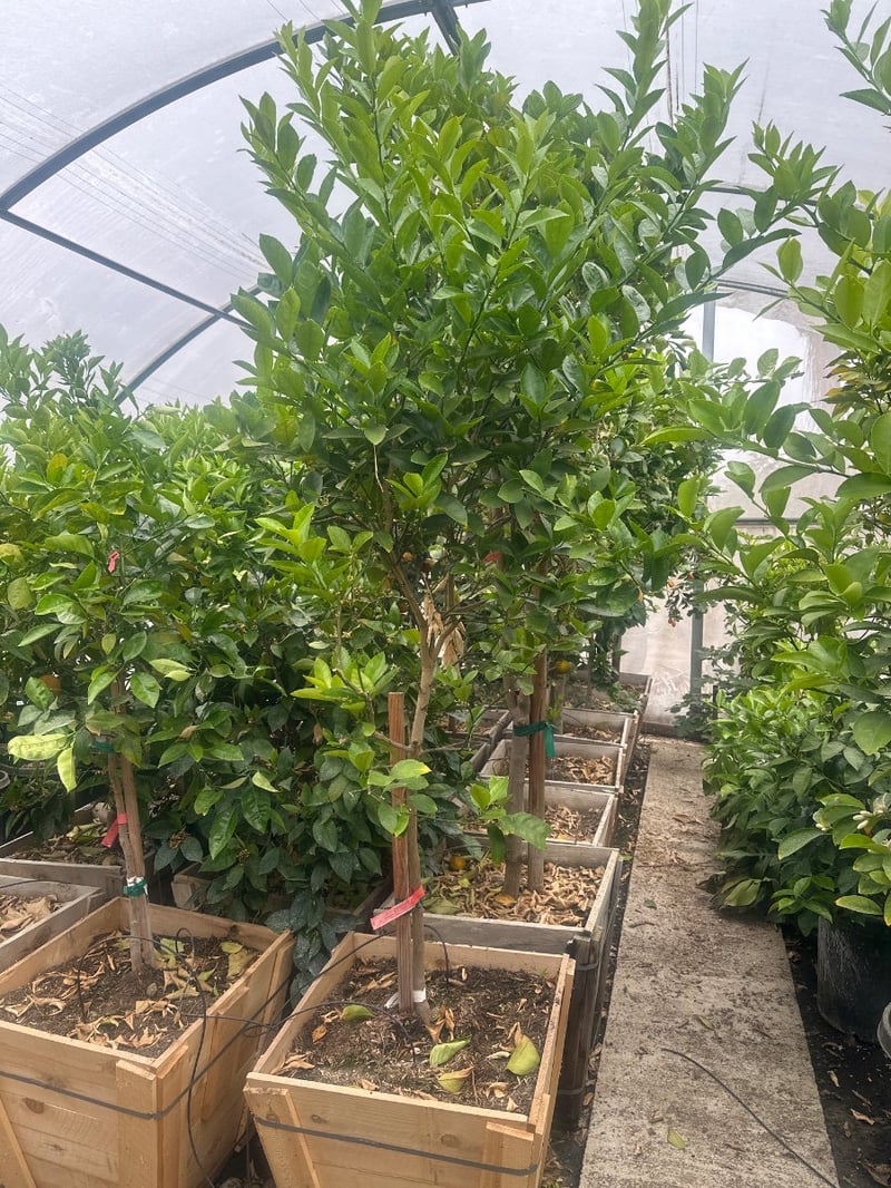Photo for Citrus aurantifolia 'Bearss' Seedless (Seedless Bearss Lime)